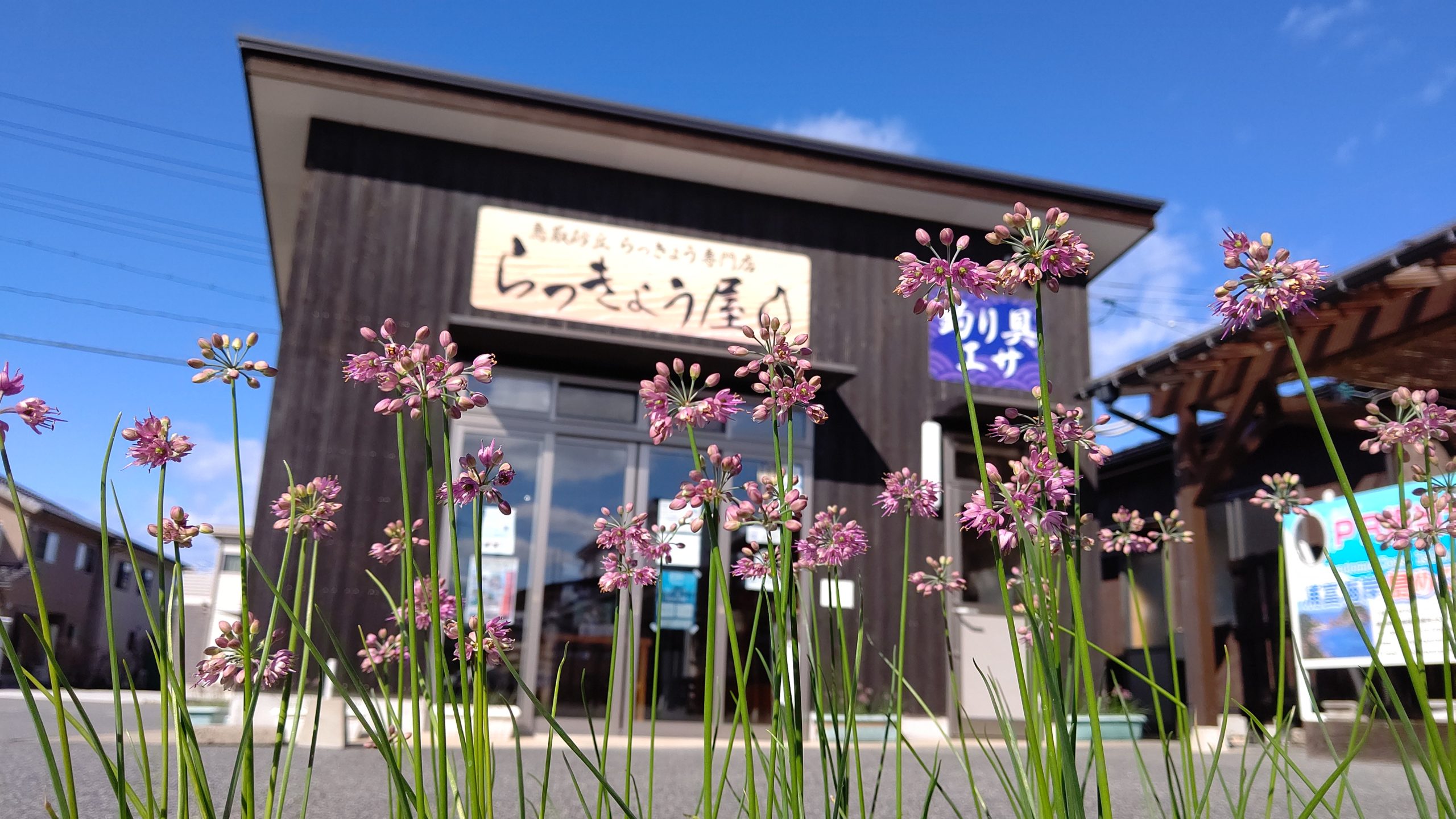 らっきょうの花が咲き始めました 山陰松島遊覧船 鳥取県岩美町